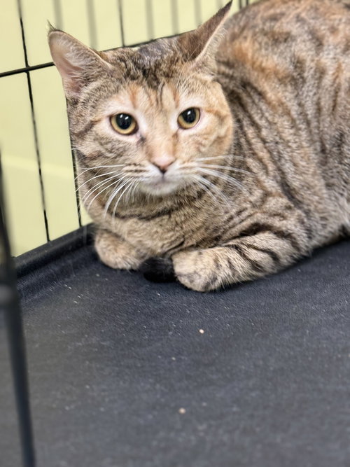 picture of the cat needing adoption