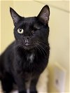 adoptable Cat in , NH named POGO