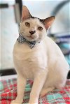adoptable Cat in seabrook, NH named RAIDER