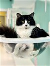 adoptable Cat in , NH named SYLVESTER