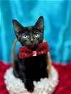 adoptable Cat in , NH named SOOTY