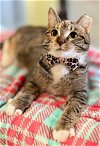 adoptable Cat in , NH named GRANOLA BAR