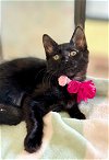 adoptable Cat in , NH named ONYX