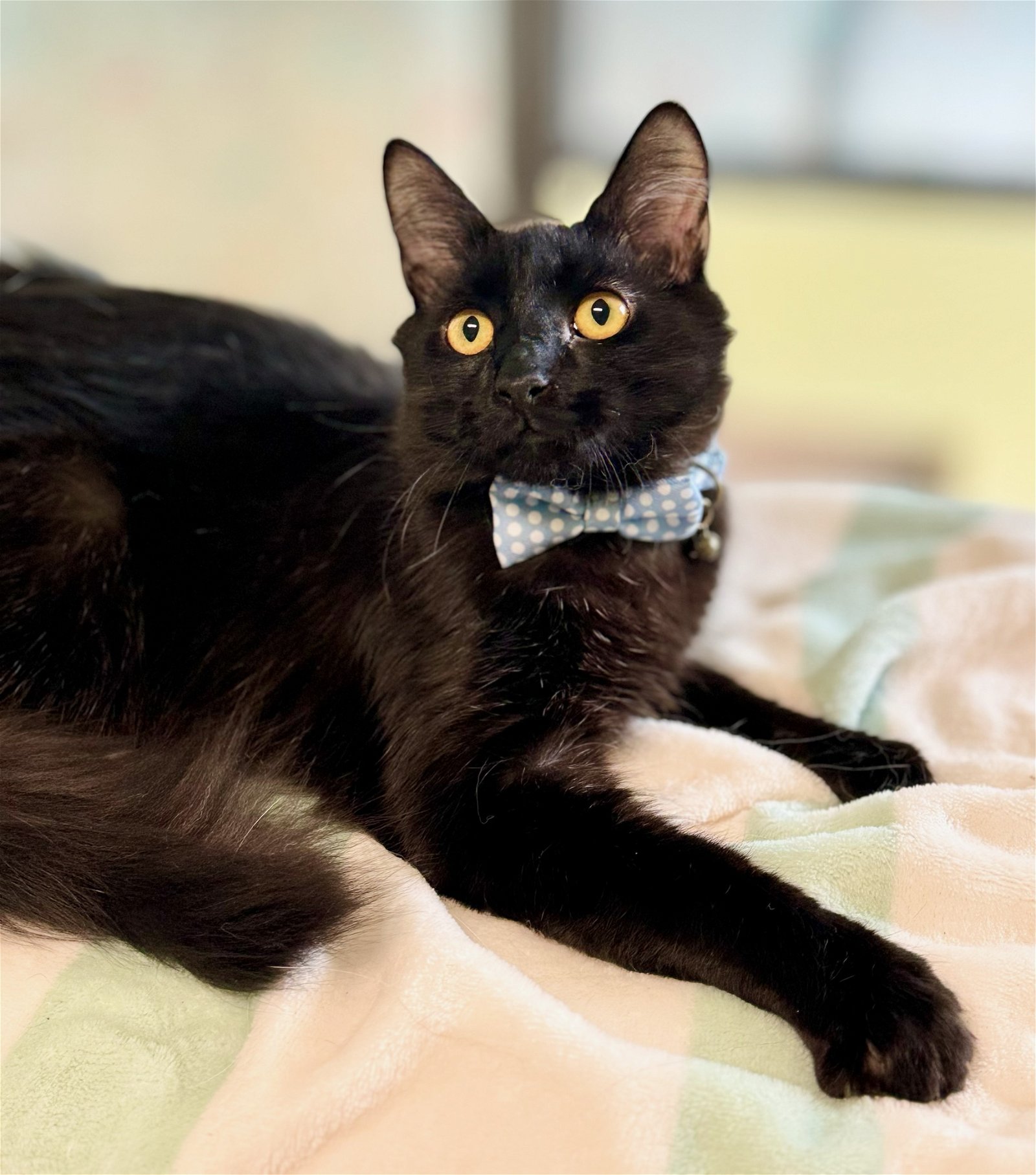 adoptable Cat in Seabrook, NH named SIMON