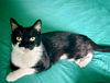 adoptable Cat in , NH named COCONUT