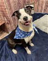 adoptable Dog in detroit, , MI named TURTLE FREEZE