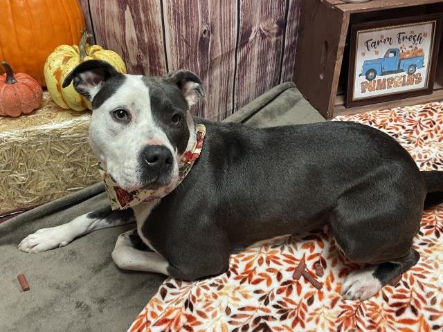 adoptable Dog in Detroit, MI named FIGGY PUDDIN