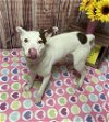 adoptable Dog in detroit, , MI named OPE
