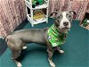 adoptable Dog in detroit, , MI named STARLOW