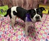 adoptable Dog in detroit, , MI named TRANQUIL TRANCE