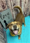 adoptable Dog in detroit, , MI named PEZZO PERFECTO