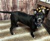 adoptable Dog in detroit, MI named PIES PEAK