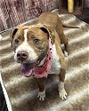 adoptable Dog in , MI named SPARTAN SPICES