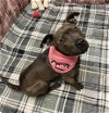 adoptable Dog in detroit, MI named QUIRKY QUINOA