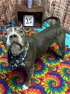 adoptable Dog in detroi, MI named MEALS ON WHEELS