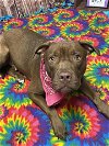 adoptable Dog in , MI named RED DRAGON