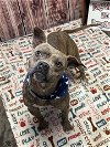 adoptable Dog in , MI named NOTCHES