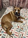 adoptable Dog in  named SEAM