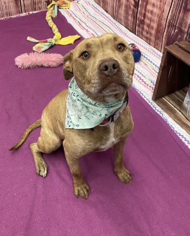 adoptable Dog in Detroit, MI named SARA EVANS