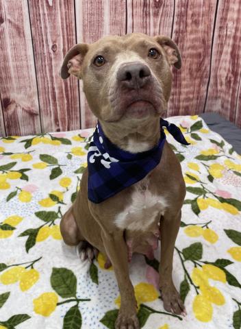 adoptable Dog in Detroit, MI named MISS LADY