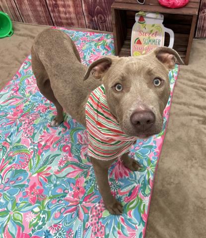 adoptable Dog in Detroit, MI named SPRINT