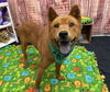 adoptable Dog in  named TRUMPET