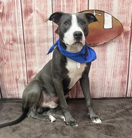 adoptable Dog in Detroit, MI named POTTER