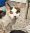 adoptable Cat in , MI named BREE