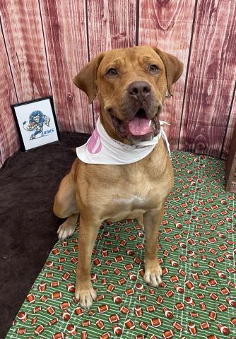 adoptable Dog in Detroit, MI named WIDE RECEIVER