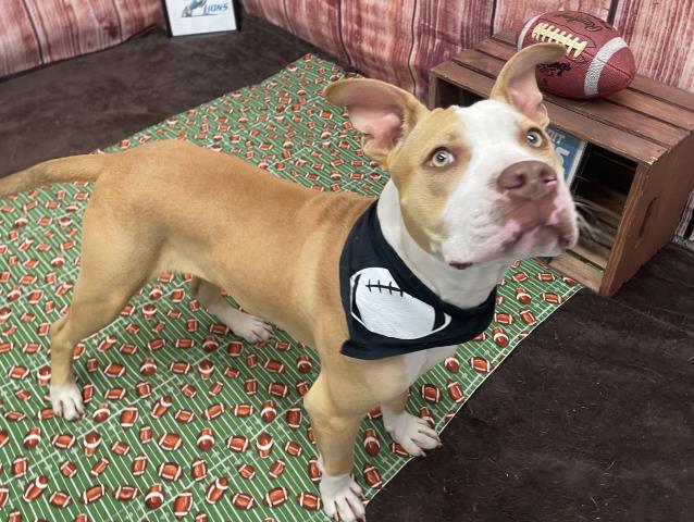 adoptable Dog in Detroit, MI named RUNNING BACK