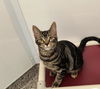 adoptable Cat in , MI named TOM COLLINS