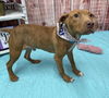 adoptable Dog in , MI named ORGLE