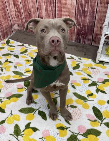 adoptable Dog in Detroit, MI named FOO FIGHTERS