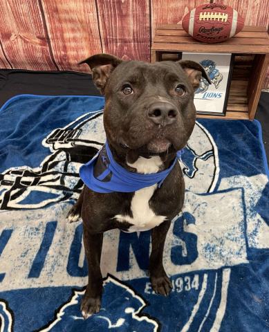 adoptable Dog in Detroit, MI named GUNNER