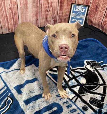 adoptable Dog in Detroit, MI named RAGNOW