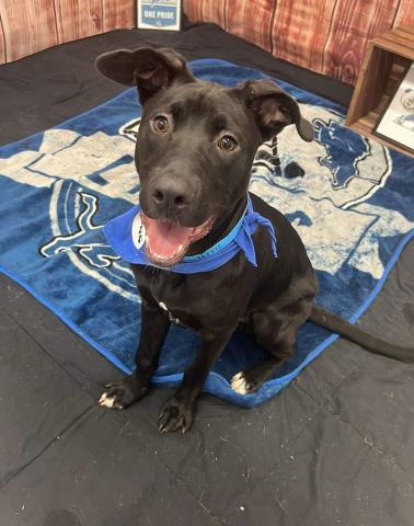 adoptable Dog in Detroit, MI named COWBOY