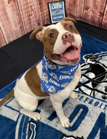 adoptable Dog in Detroit, MI named CAMPBELL