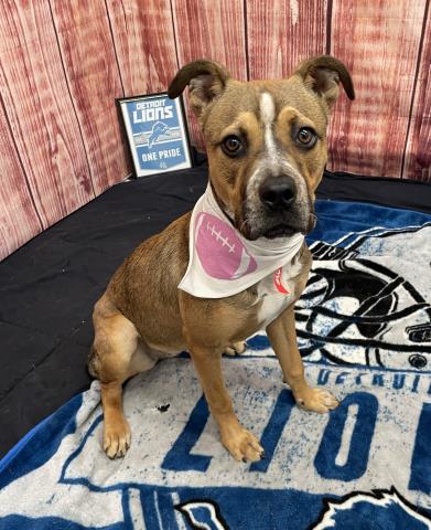 adoptable Dog in Detroit, MI named RYA