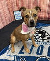 adoptable Dog in , MI named RYA