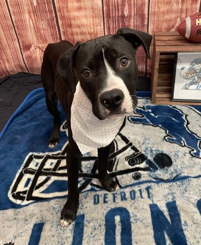 adoptable Dog in Detroit, MI named STADIUM