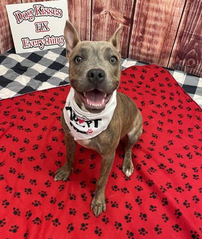 adoptable Dog in Detroit, MI named SUNDAE