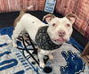 adoptable Dog in Detroit, MI named ENSHA