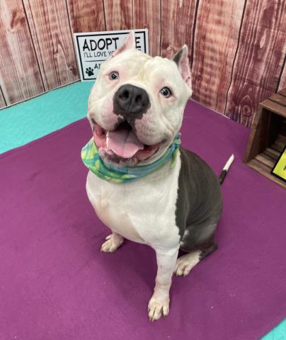 adoptable Dog in Detroit, MI named STRICKLAND