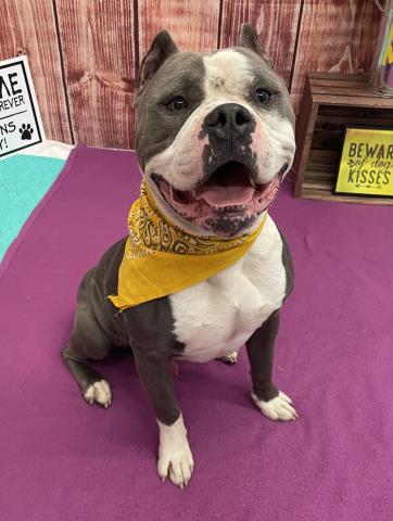 adoptable Dog in Detroit, MI named BEEFCAKE