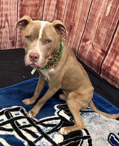 adoptable Dog in Detroit, MI named LION