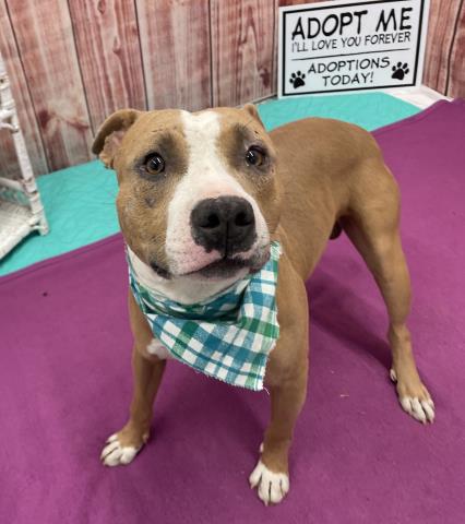 adoptable Dog in Detroit, MI named SAINT