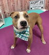 adoptable Dog in , MI named SAINT