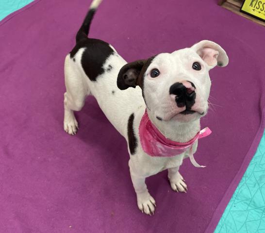 adoptable Dog in Detroit, MI named STAR ARIES