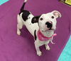 adoptable Dog in , MI named STAR ARIES