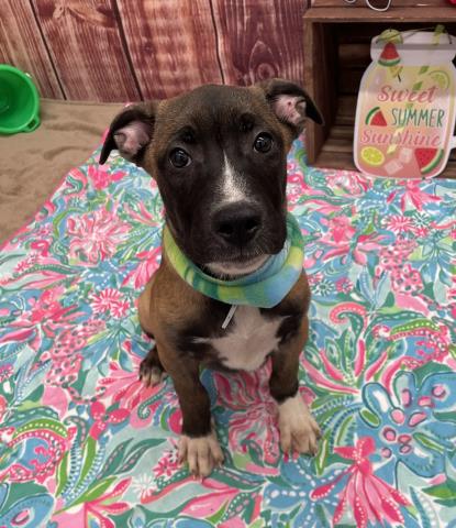 adoptable Dog in Detroit, MI named ISTHMUS